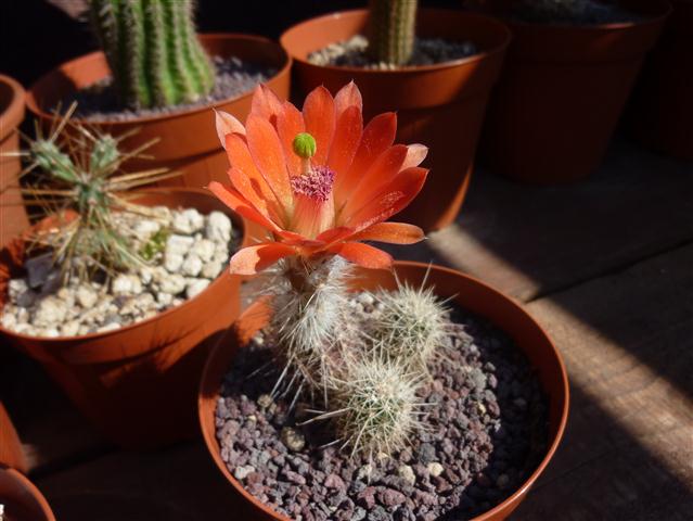 Echinocereus  sanpedroensis 