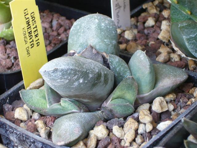 Gasteria glomerata 