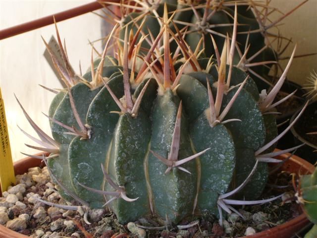 Stenocactus coptonogonus 