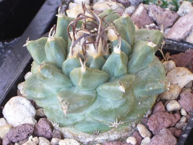 Turbinicarpus alonsoi 