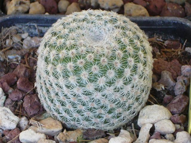 Mammillaria tlalocii FO 223