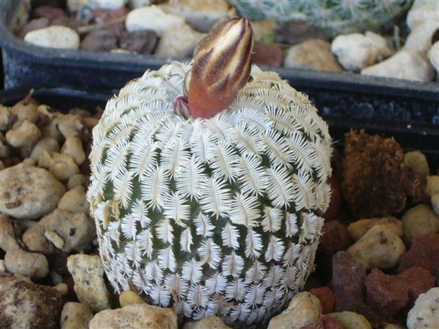 Turbinicarpus pseudopectinatus 