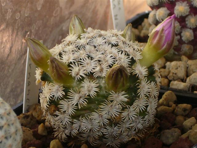 Mammillaria hernandezii 