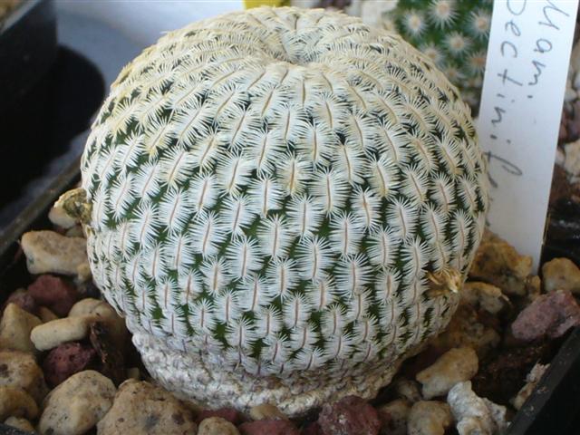 Mammillaria pectinifera 