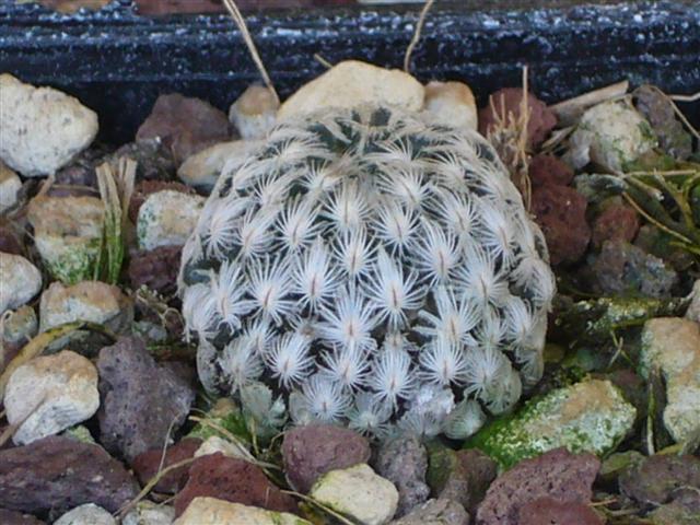 Mammillaria sanchez-mejoradae 