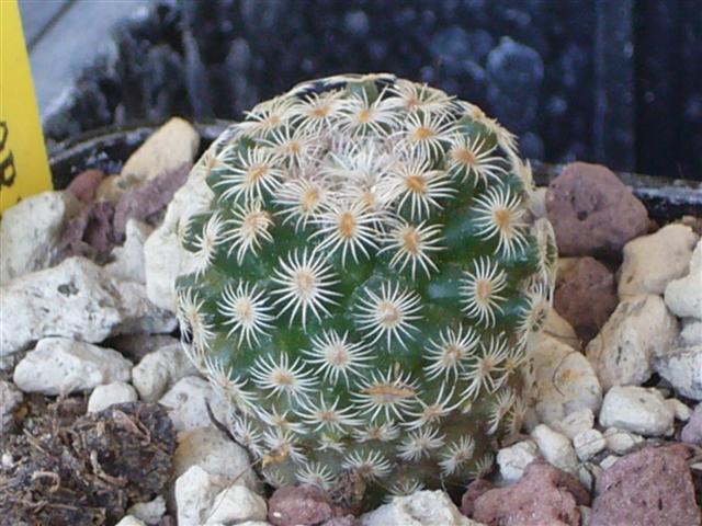 Mammillaria solisioides 