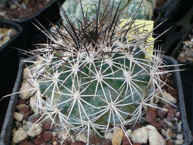 Turbinicarpus horripilus 