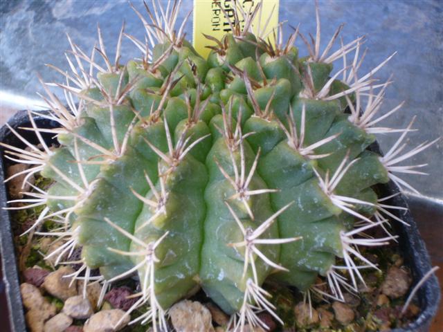 Gymnocalycium megatae 