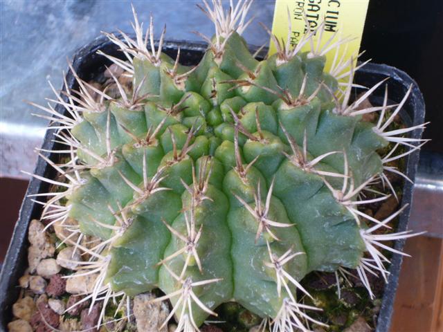 Gymnocalycium megatae 
