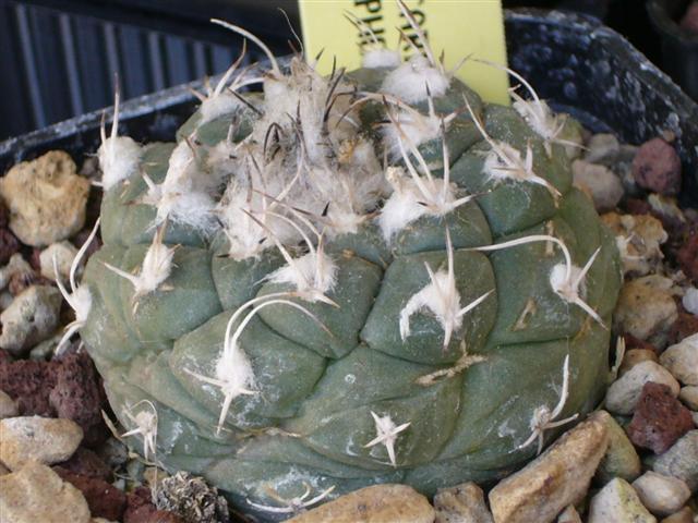 Turbinicarpus lophophoroides L 723