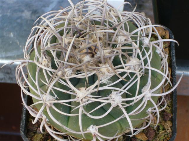 Gymnocalycium castellanosii 