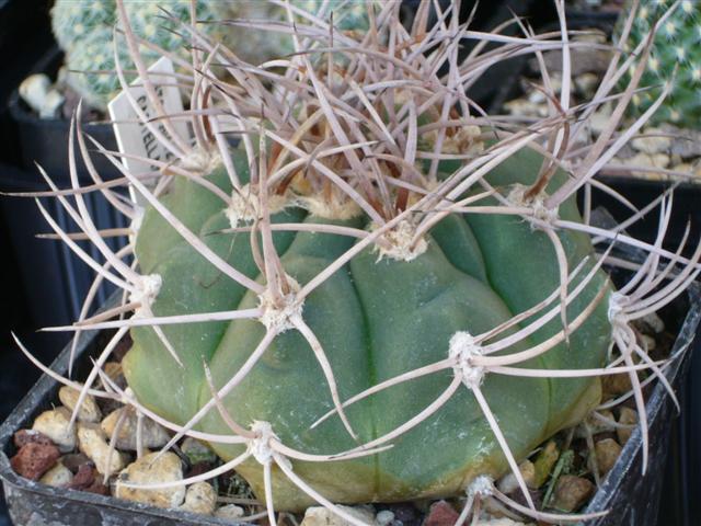 Gymnocalycium castellanosii STO 904/2