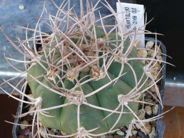 Gymnocalycium castellanosii STO 904/2