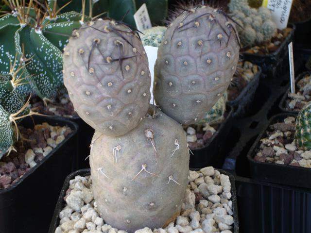 Tephrocactus geometricus 