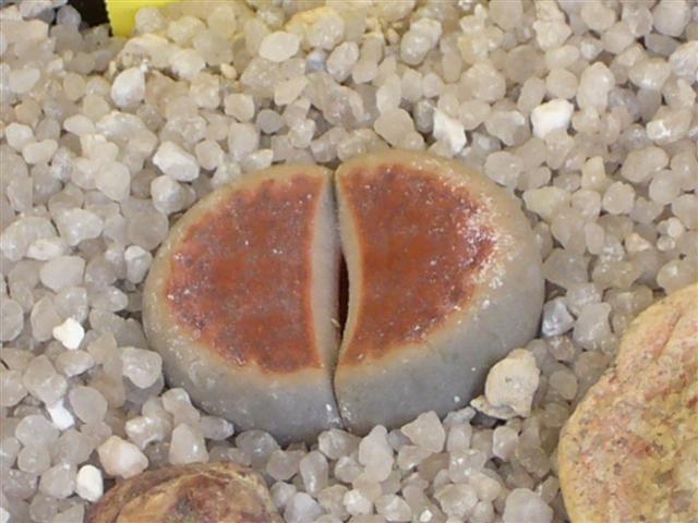 Lithops karasmontana v. lateritia 