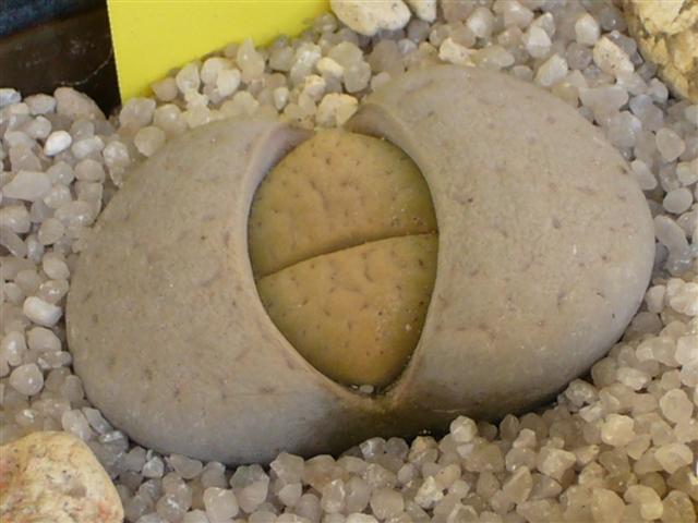 Lithops vallis-mariae C 60