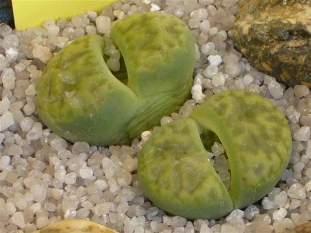 Lithops bromfieldii v. insularis cv. sulphurea C 362