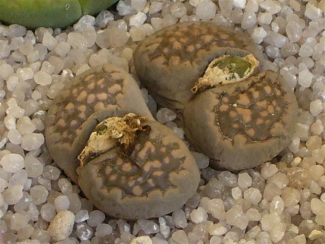 lithops salicola f. maculata