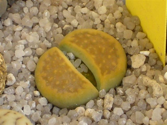 Lithops hallii v. ochracea cv. green soapstone C 111A