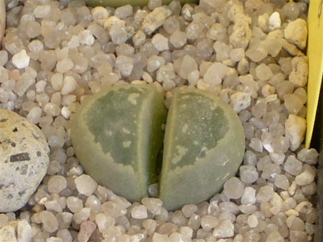 Lithops geyeri C 274