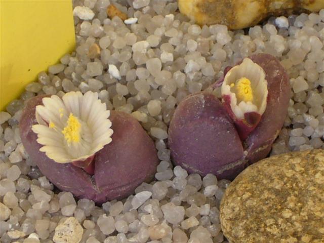 Lithops optica cv. rubra 