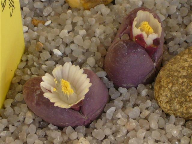 Lithops optica cv. rubra 