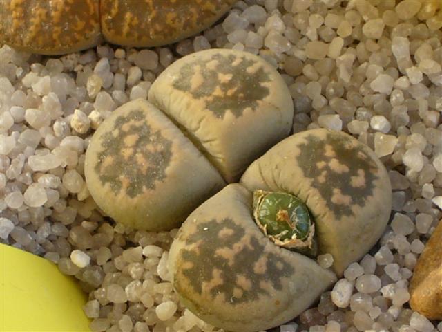 Lithops karasmontana ssp. bella C 143A