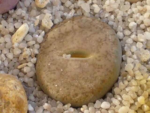 Lithops pseudotruncatella C 100