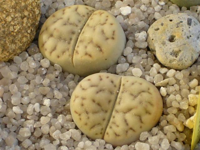 Lithops bromfieldii v. mennellii C 283