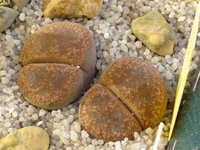 Lithops aucampiae C 61