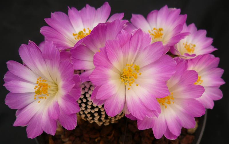 Mammillaria luethyi 