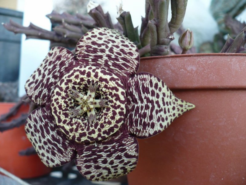 Orbea variegata 