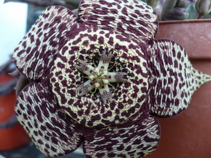 Orbea variegata 