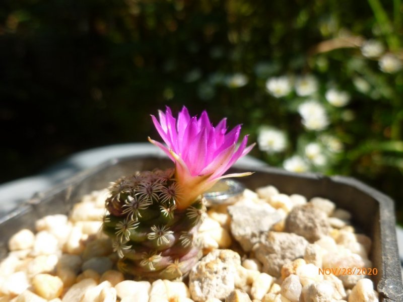 Mammillaria hernandezii 