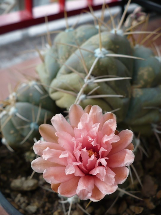 Gymnocalycium horstii ssp. buenekeri 