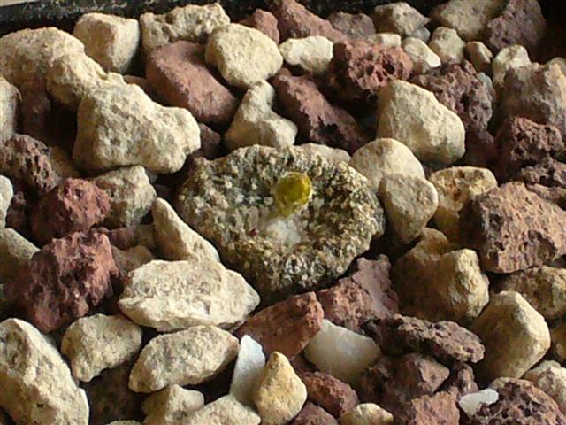 Blossfeldia liliputana 