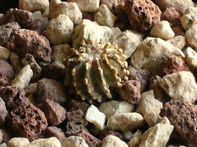 Geohintonia mexicana 