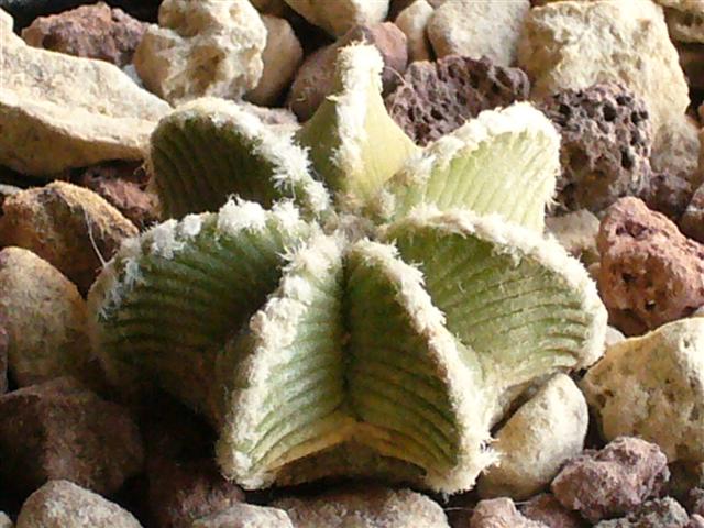 Aztekium hintonii 