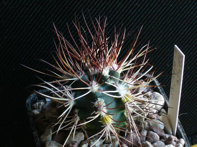 Echinocereus viridiflorus v. davisii SB 426