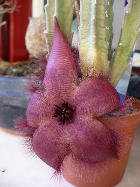 Stapelia grandiflora 