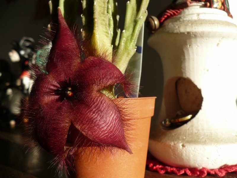 Stapelia grandiflora 