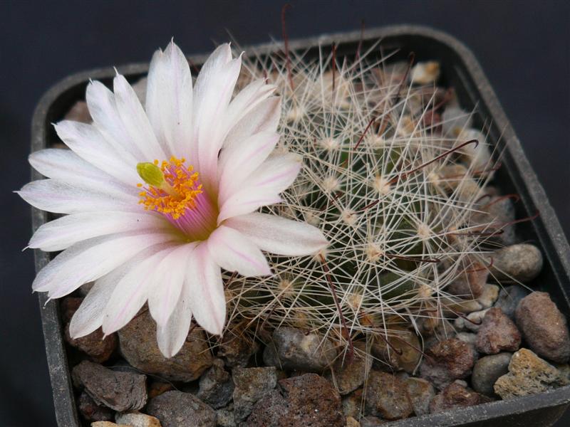 Mammillaria zephyranthoides 