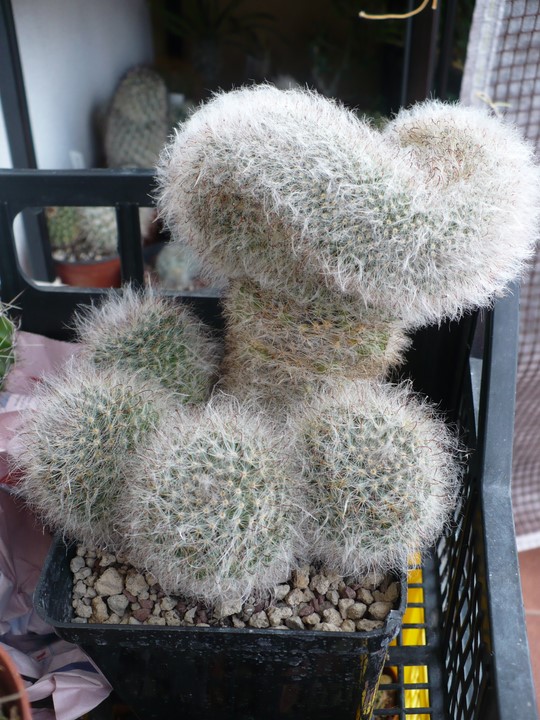 Mammillaria bocasana f. cristata 