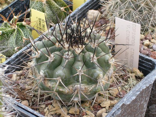 Copiapoa  