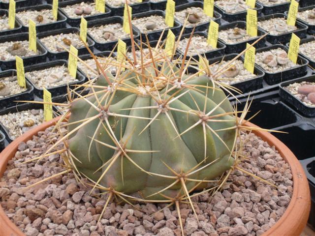 Ferocactus alamosanus 