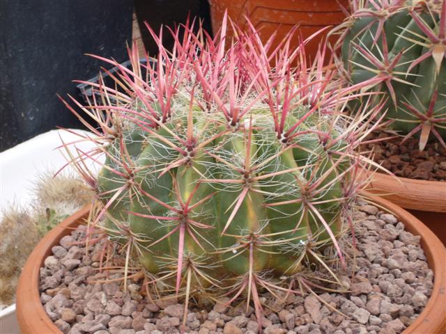 Ferocactus pilosus 