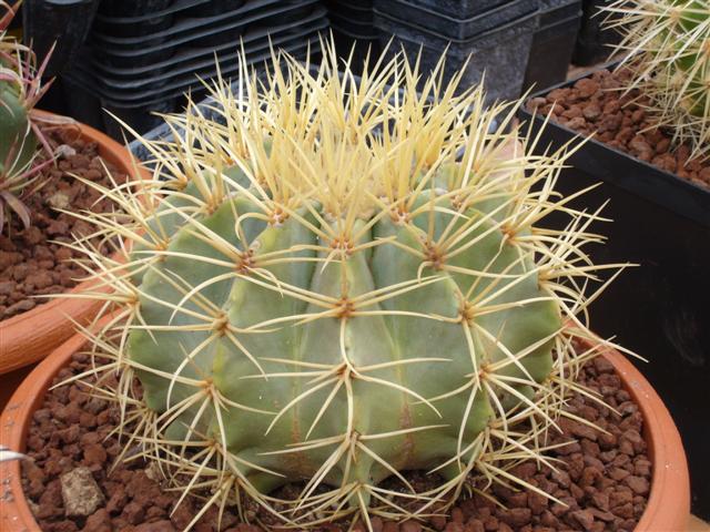 Ferocactus glaucescens 