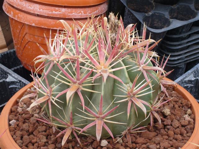 Ferocactus latispinus 