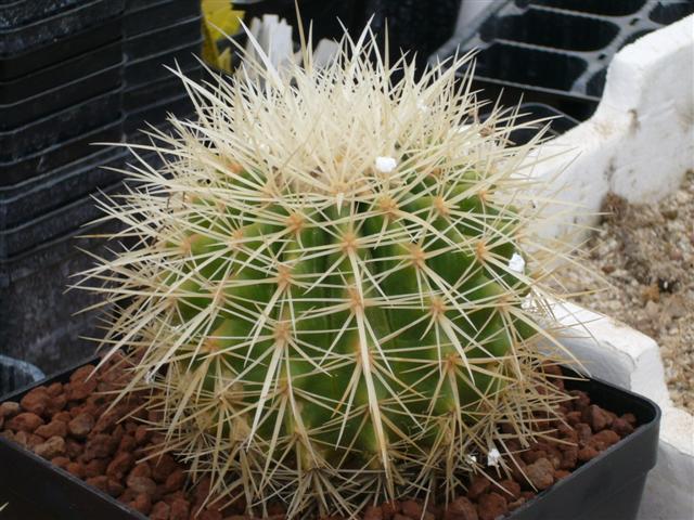 Echinocactus grusonii v. albispinus 