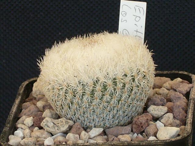 Epithelantha micromeris ssp. greggii 